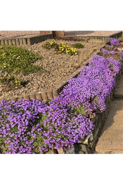 Обрієта Каскад Пурпл бордюрна посадка